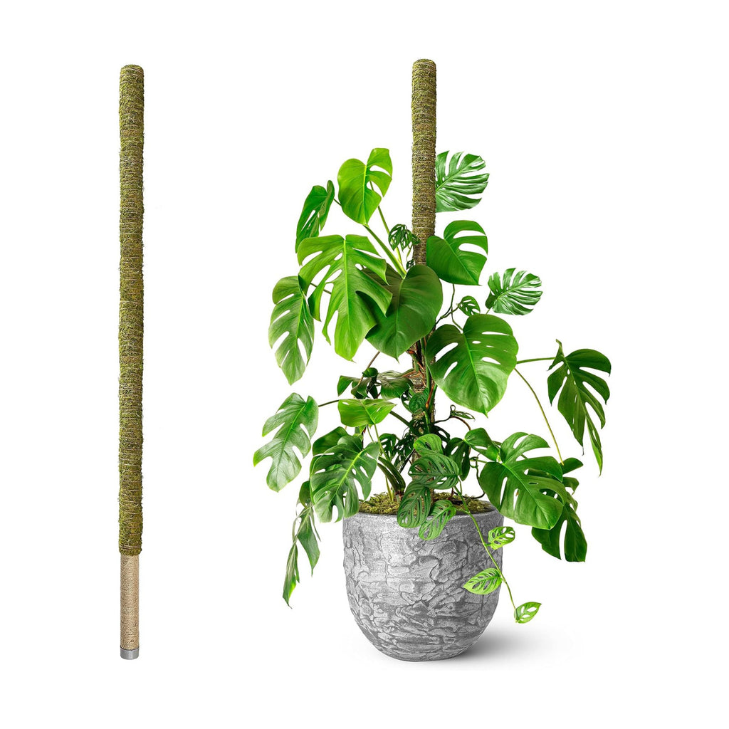 80" Large Stackable Moss Pole for Plants Monstera, (1pc., 80'') | Forest Moss Surface, Plant Stakes for Indoor Plants