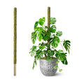 80" Large Stackable Moss Pole for Plants Monstera, (1pc., 80'') | Forest Moss Surface, Plant Stakes for Indoor Plants