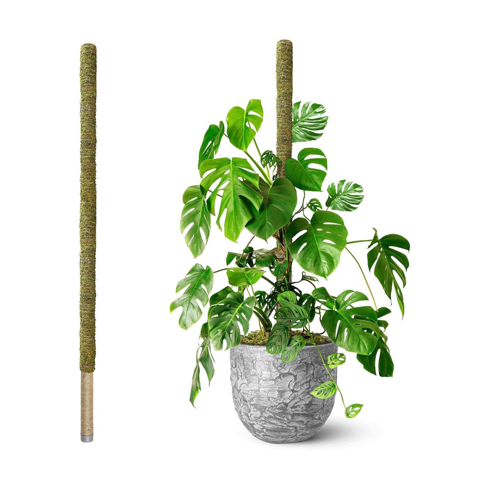 80" Large Stackable Moss Pole for Plants Monstera, (1pc., 80'') | Forest Moss Surface, Plant Stakes for Indoor Plants