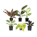 Easy to Grow Houseplants (6PK), Live House Plants in Plant Containers, Growers Choice Plant Set in Planters with