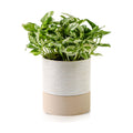 Nihow Ceramic Self Watering Plant Pot for Indoor Plants, 6 Inch,Cream White | Planter with Cotton Wick, Drainage Hole &