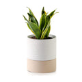 Nihow Ceramic Self Watering Plant Pot for Indoor Plants,6 Inch,White | Planter with Cotton Wick, Drainage Hole & Water