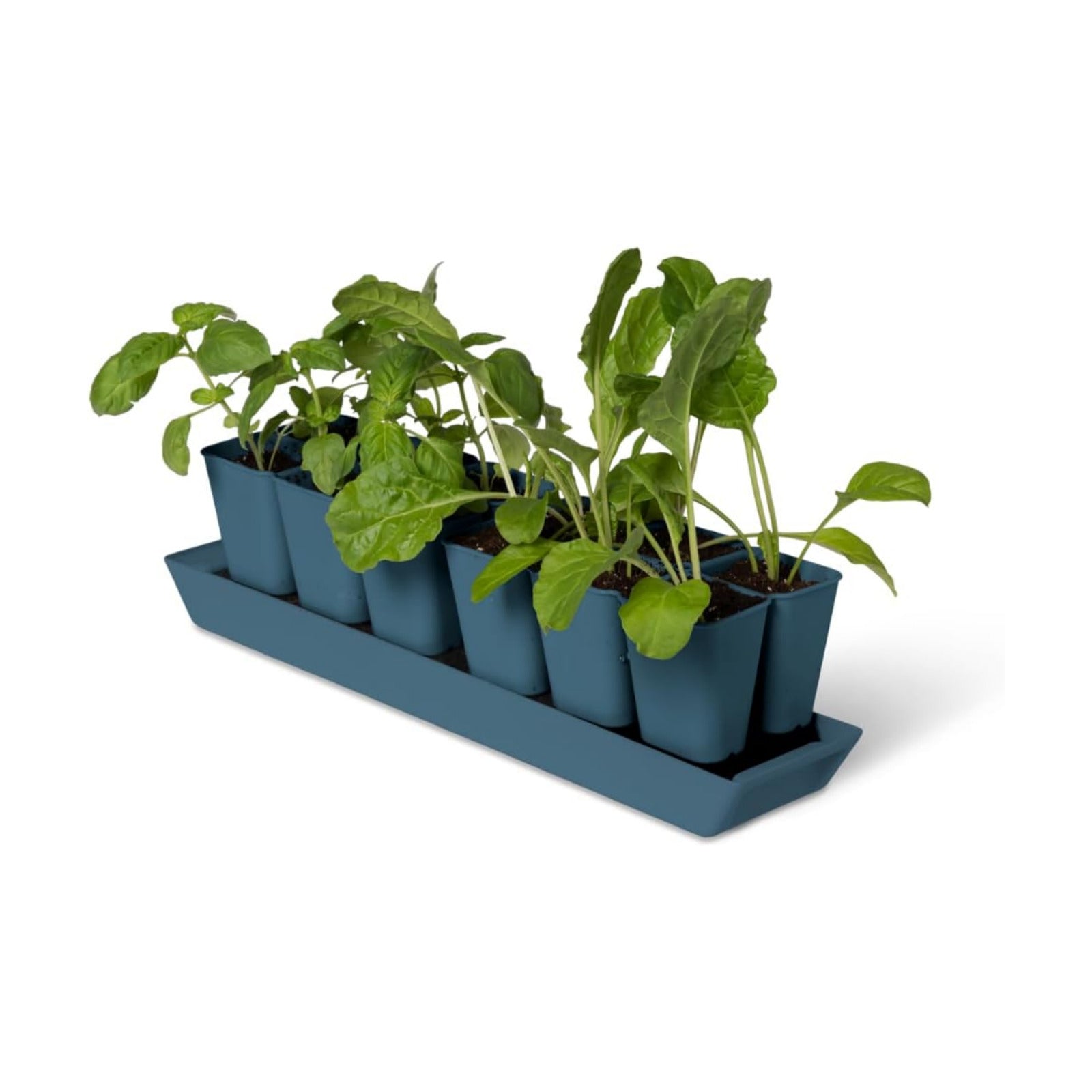 Gardener's Supply Company Gardener's Best® XL Seed Starting Kit | Durable and Reusable Self-Watering Deep Root Seed