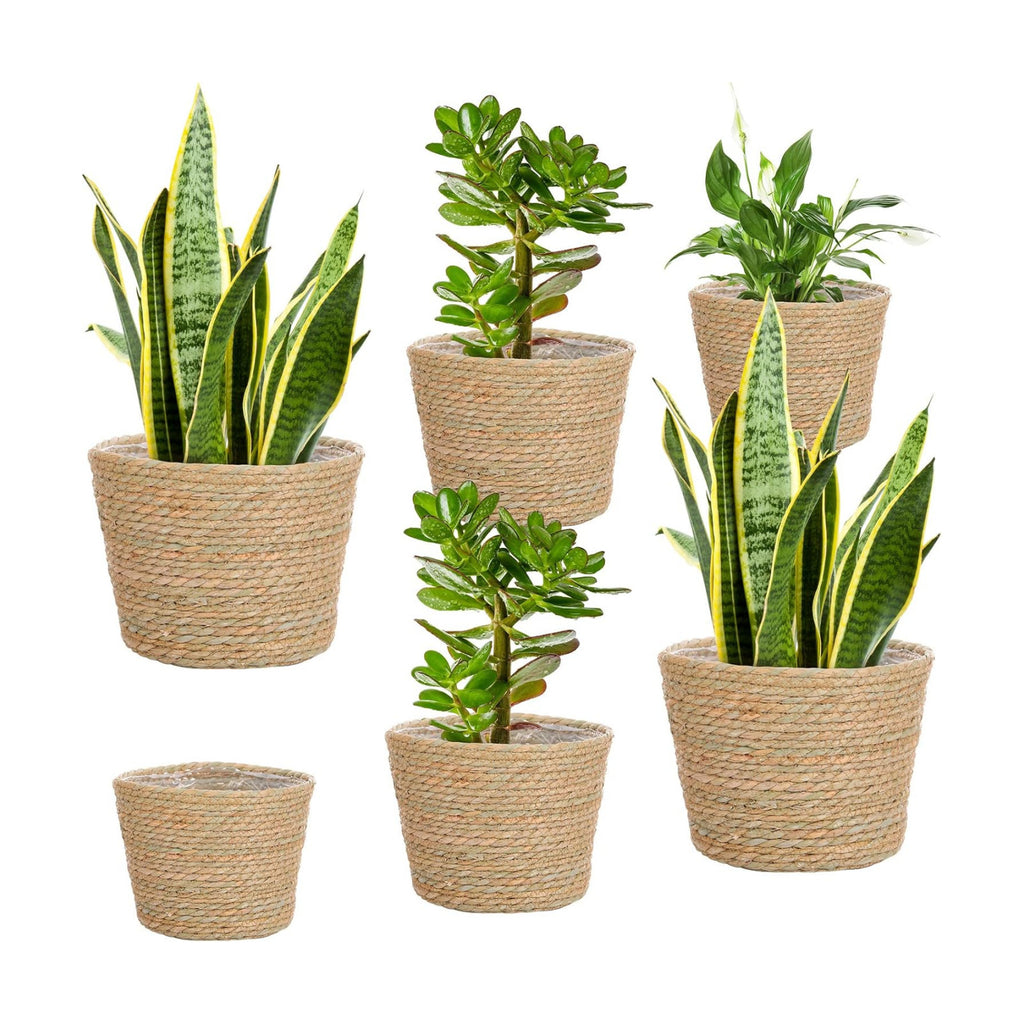 Mumufy 6 Pcs Seagrass Planter Basket Hand Woven Flower Pot Cover, Classic