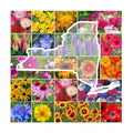 Eden Brothers New York Wildflower Mixed Seeds for Planting, 1 lb | 480,000+ Seeds with Coneflower, Cosmos, Attracts