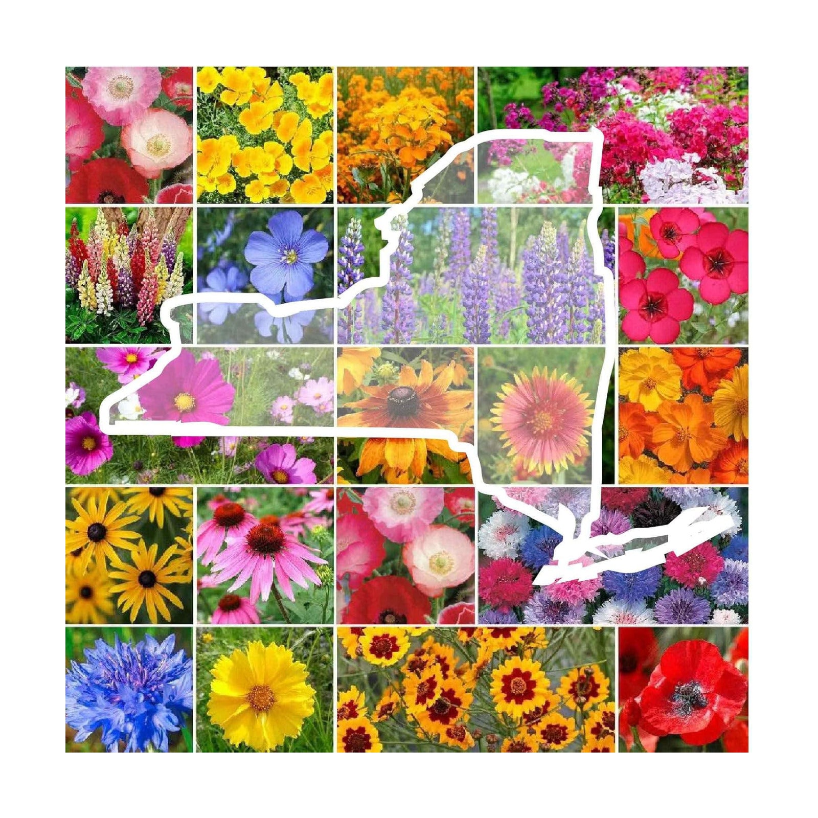 Eden Brothers New York Wildflower Mixed Seeds for Planting, 1 lb | 480,000+ Seeds with Coneflower, Cosmos, Attracts