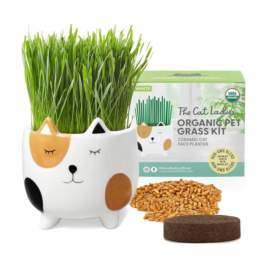 The Cat Ladies Cat Grass for Indoor Cats, Cat Grass Growing Kit with Organic Cat Grass Seed Mix, Soil and Ceramic Cat