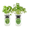 2-Pack Hydroponic Mason Jar Herb Garden Kit, Indoor Herb Garden Self-Watering Starter Kit (Basil,Cilantro)