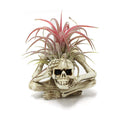 Resin Air Plant Holders,Tilandsia Container,Gothic Skeleton Planter,Halloween Plant Pot,Tillandsia Pot, Skull Table Top Display Planters for Air Plants and Other Mini Plants