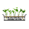 Plant Propagation Station "Rooting for You" Hydroponic Planter Vase | 5 Glass Propagation Jars with "Rooting for You"