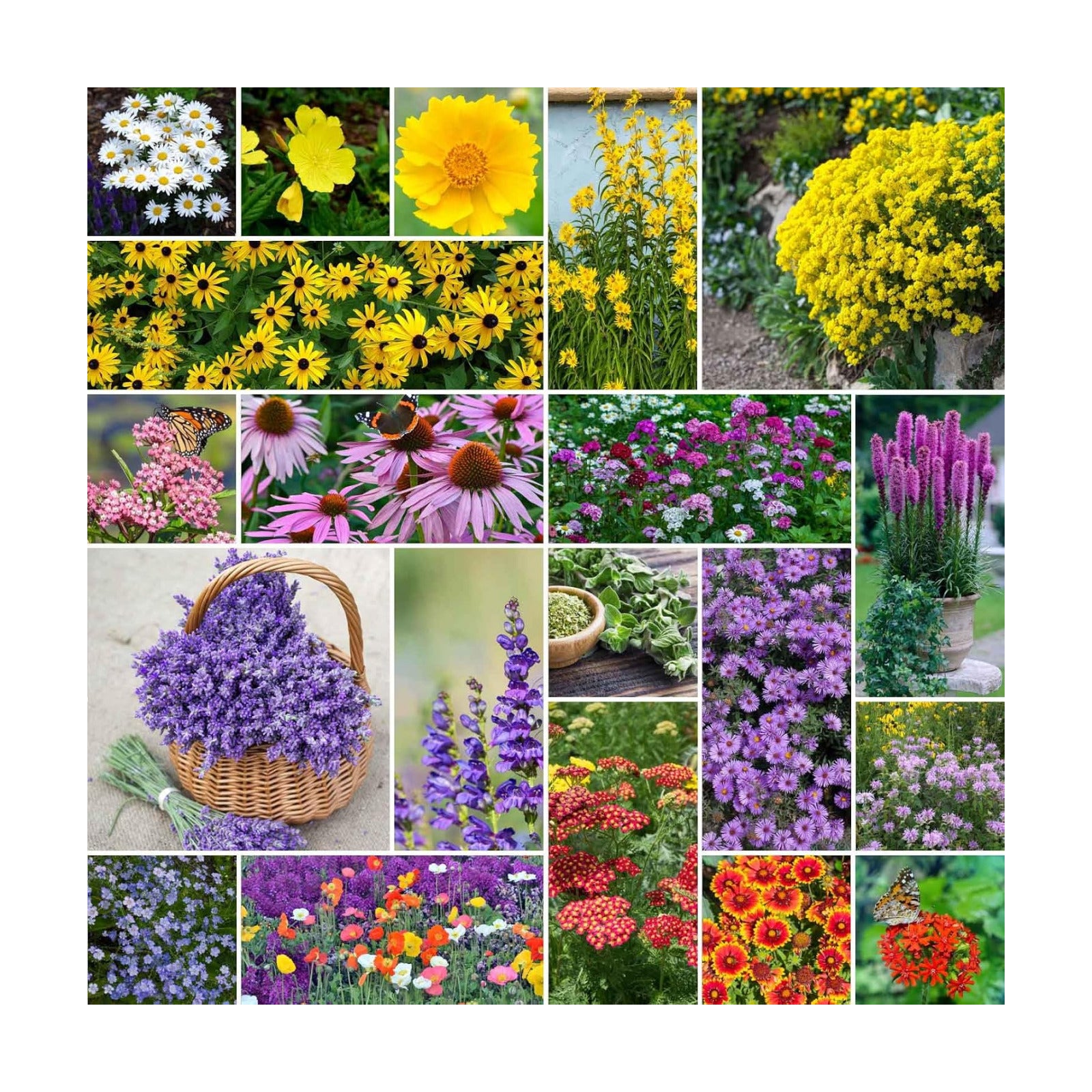 Eden Brothers Perennial Pollinator Wildflower Mixed Seeds, 1/4 lb | Mixed Seeds for Planting, 120,000+ Seeds with Blue