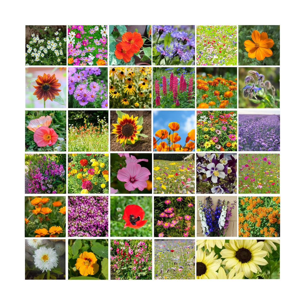 Mountain Valley Seed Co 35 Varieties Flower Seed for Planting 20,000 Seeds | Includes Annuals Perennials, & Wildflowers