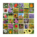 Mountain Valley Seed Co 35 Varieties Flower Seed for Planting 20,000 Seeds | Includes Annuals Perennials, & Wildflowers