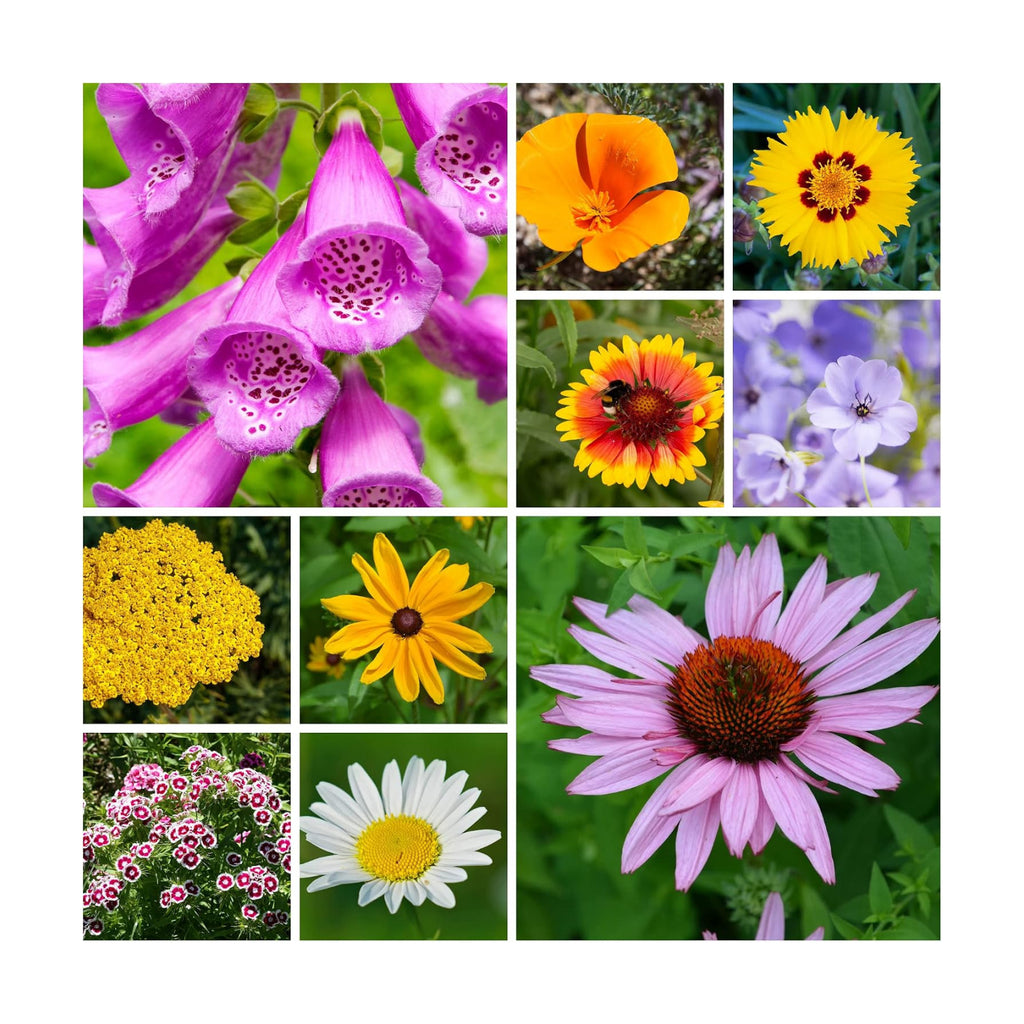 Mountain Valley Seed Co All Annual Wildflower Seeds Mix 4 Oz Bulk | Pollinator Wildflower Seed for Planting - 4,000+