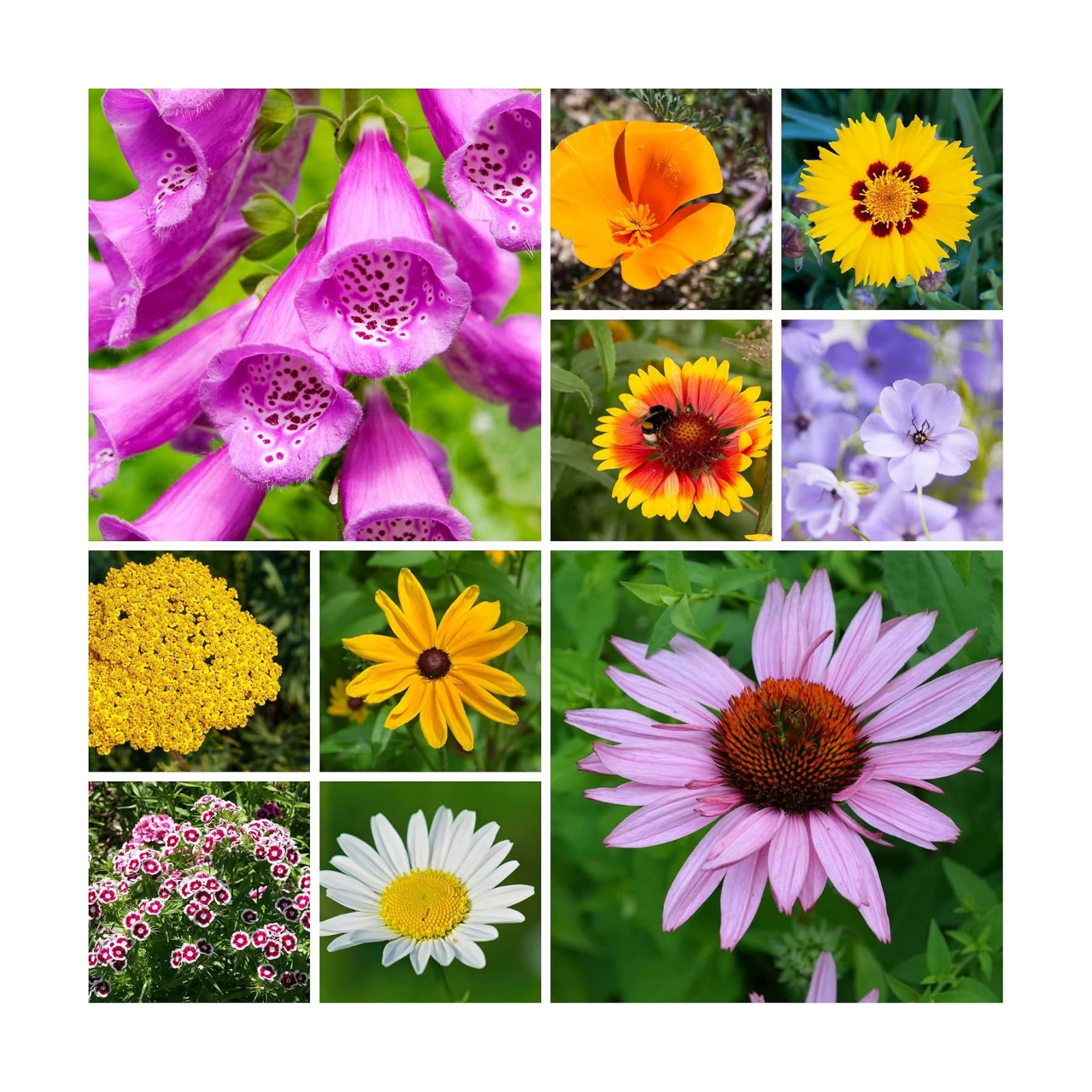 Mountain Valley Seed Co All Annual Wildflower Seeds Mix 4 Oz Bulk | Pollinator Wildflower Seed for Planting - 4,000+