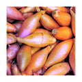 Monique French Shallot Sets (Bulbs) - 1 Pound - for 2025 Planting Seeds Semi-Long F1 Echalote Banana Ulle Mooseer Red
