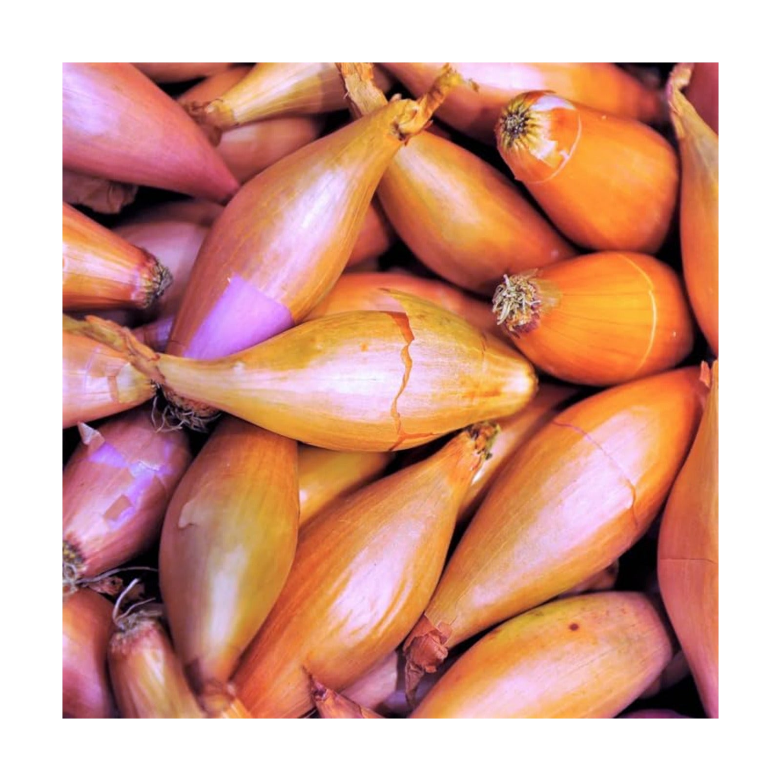 Monique French Shallot Sets (Bulbs) - 1 Pound - for 2025 Planting Seeds Semi-Long F1 Echalote Banana Ulle Mooseer Red