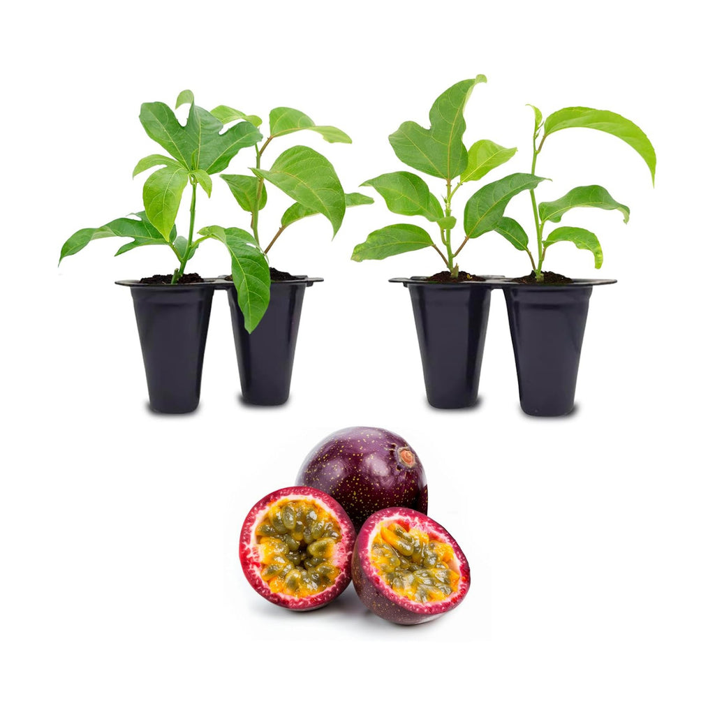 Passion Fruit Live Plant 4 Pack – 'Possum Purple' (Maracuya) — Self-Fertile Passiflora edulis Vine for Trellis, Arbor &