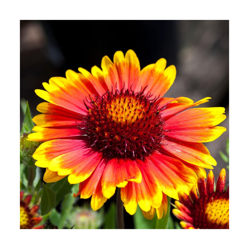 Clovers Garden Blanket Flower (Gaillardia) Arizona Sun Plants – Two (2) Live Plants – Non-GMO - Not Seeds - Each 4" to
