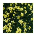 Clovers Garden Coreopsis Moonbeam (Tickseed) Plants – Two (2) Live Plants – Non-GMO - Not Seeds - Each 4" to 8" Tall –