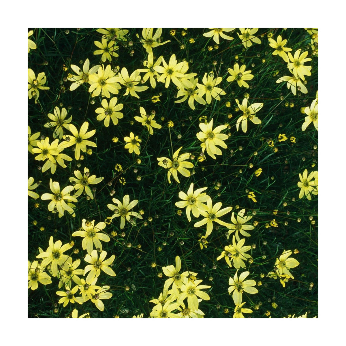 Clovers Garden Coreopsis Moonbeam (Tickseed) Plants – Two (2) Live Plants – Non-GMO - Not Seeds - Each 4" to 8" Tall –