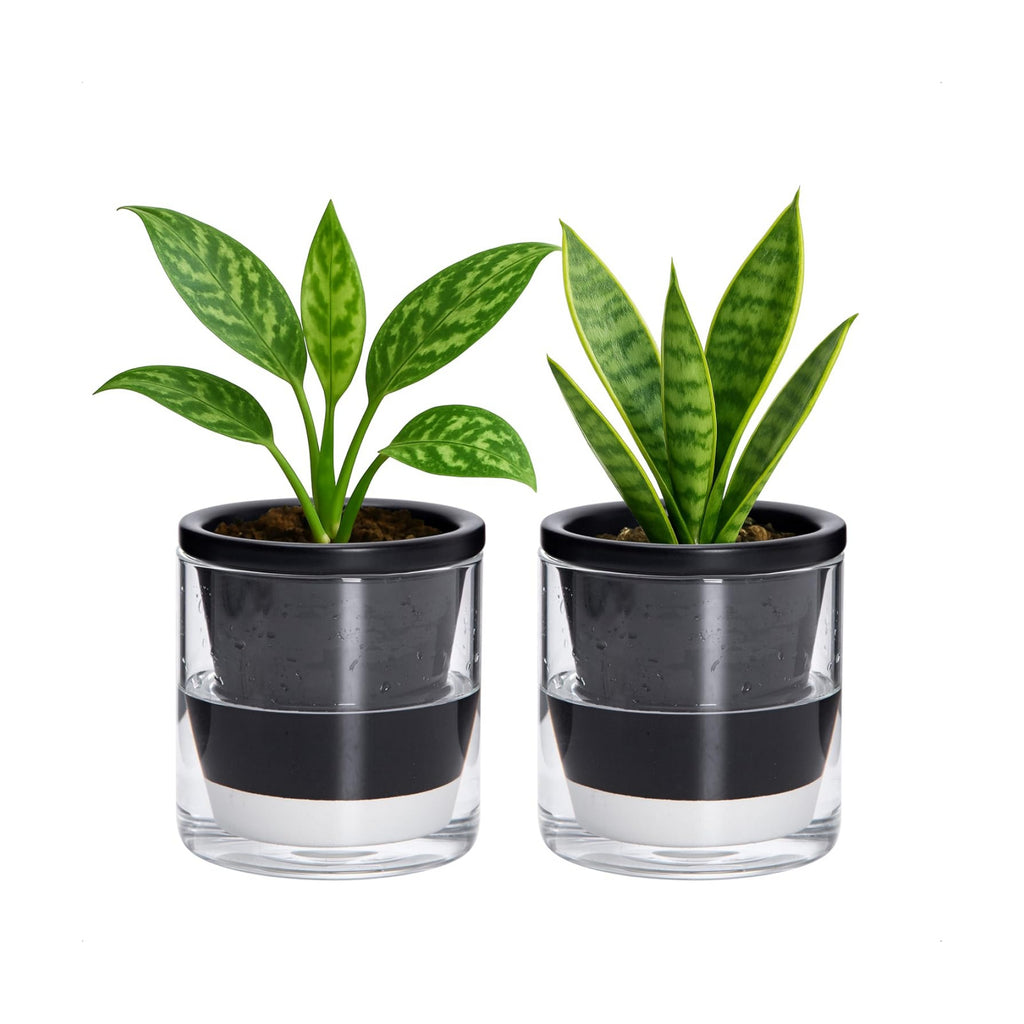 D'vine Dev Self-Watering Black Terracotta Planter, 4 in, 2-Pack, 37-Y-A-3 | Terracotta & Glass Design, Clear Water