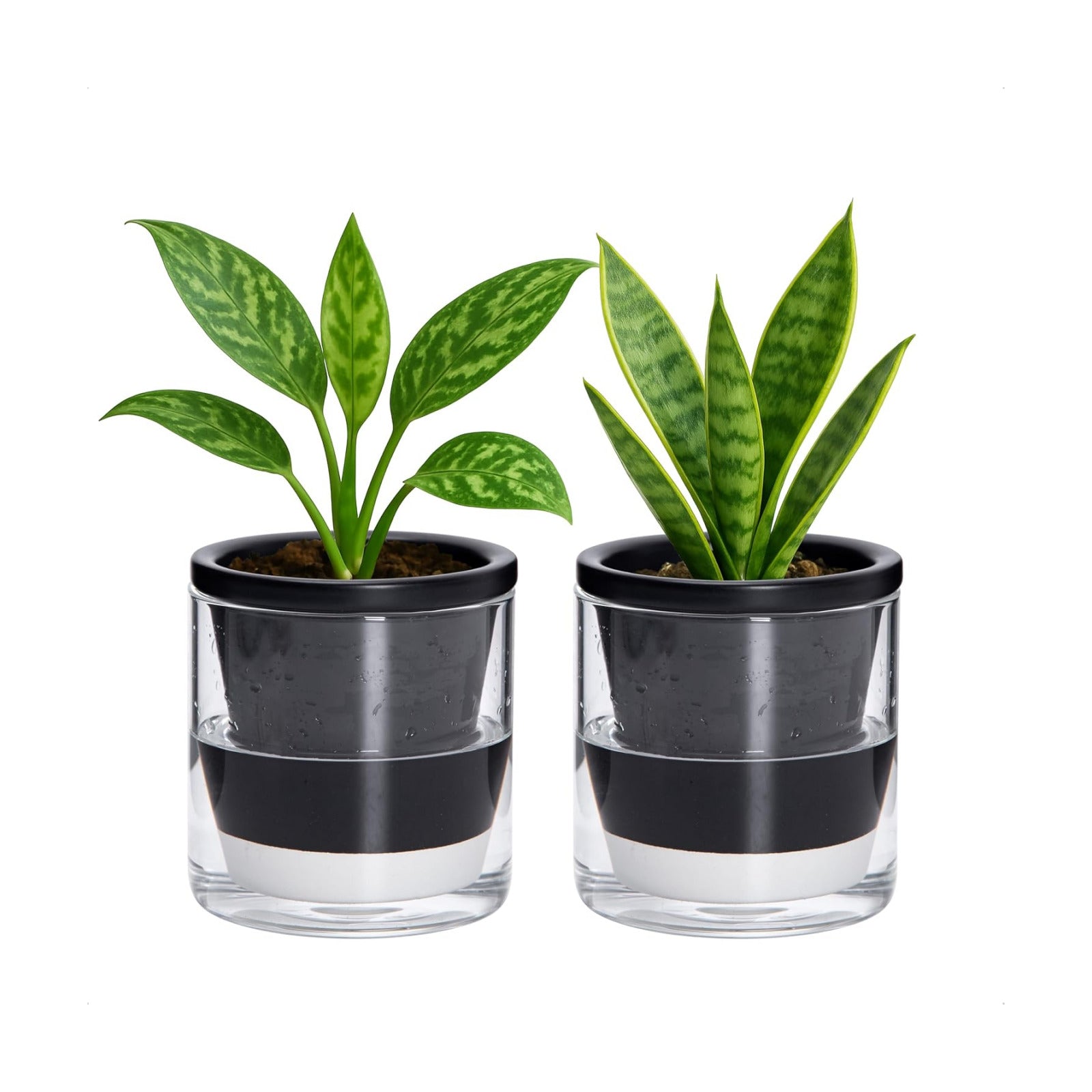 D'vine Dev Self-Watering Black Terracotta Planter, 4 in, 2-Pack, 37-Y-A-3 | Terracotta & Glass Design, Clear Water