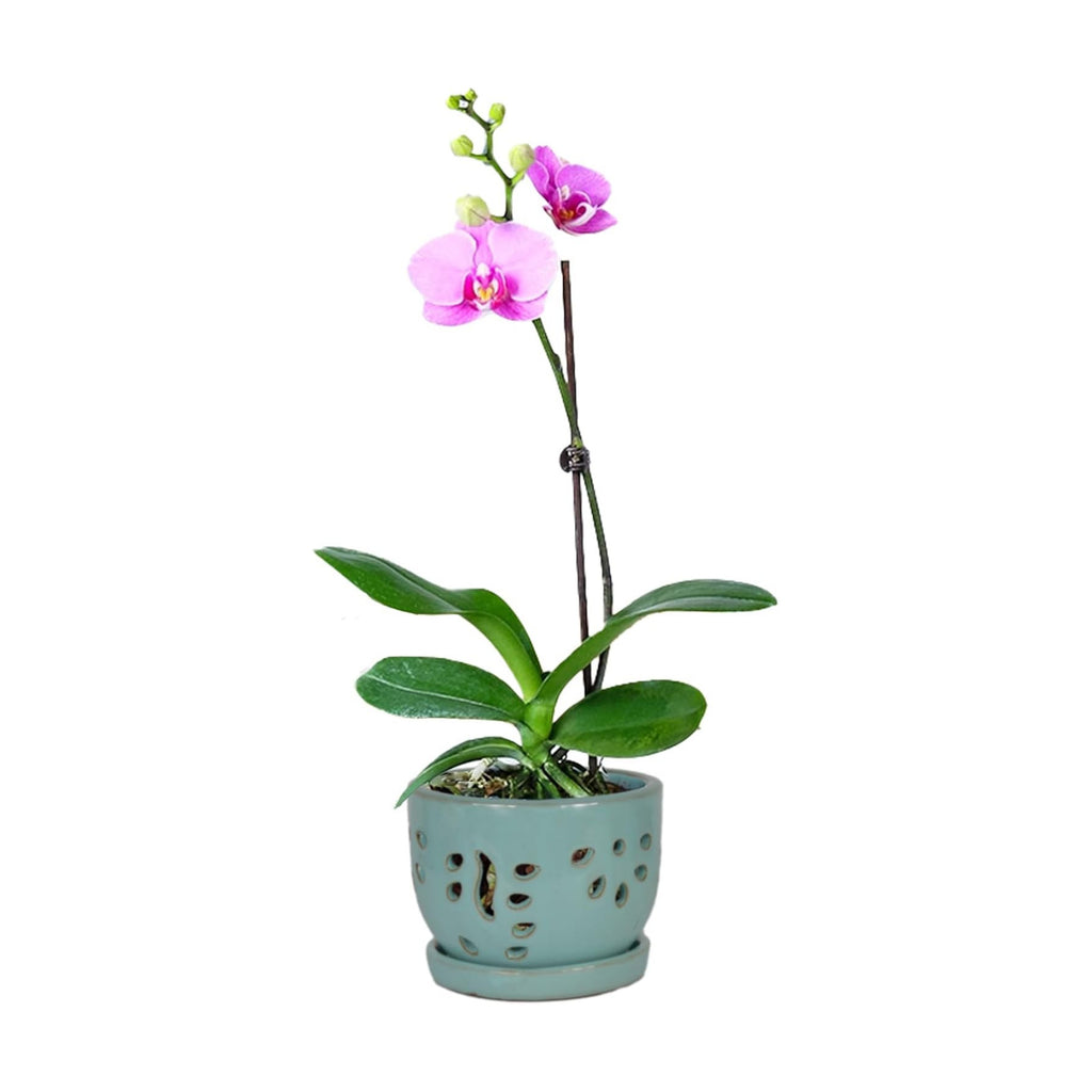 W&W Orchid Pot with Holes and Saucer for Repotting, Turquoise, 5.8"