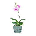 W&W Orchid Pot with Holes and Saucer for Repotting, Turquoise, 5.8"