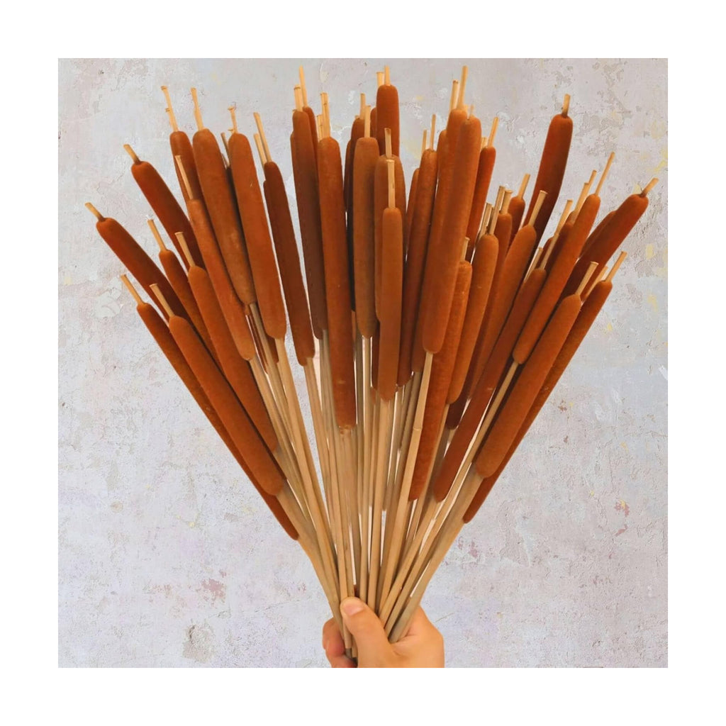 Dried Natural Brown Cattails Flowers - 20PCS Real Broadleaf Pencil Cattail Stems Bundles, 17'' Bulrush Plants Dry Flower for DIY Floral Arrangements, Wedding Home Office Gardens Decor