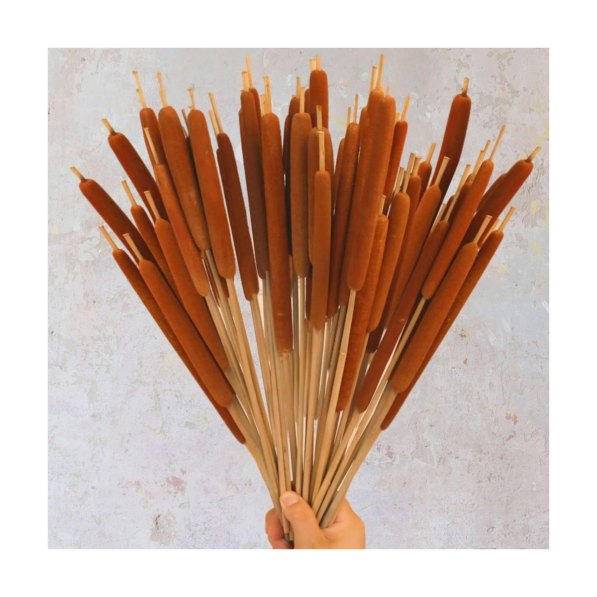 Dried Natural Brown Cattails Flowers - 20PCS Real Broadleaf Pencil Cattail Stems Bundles, 17'' Bulrush Plants Dry Flower for DIY Floral Arrangements, Wedding Home Office Gardens Decor