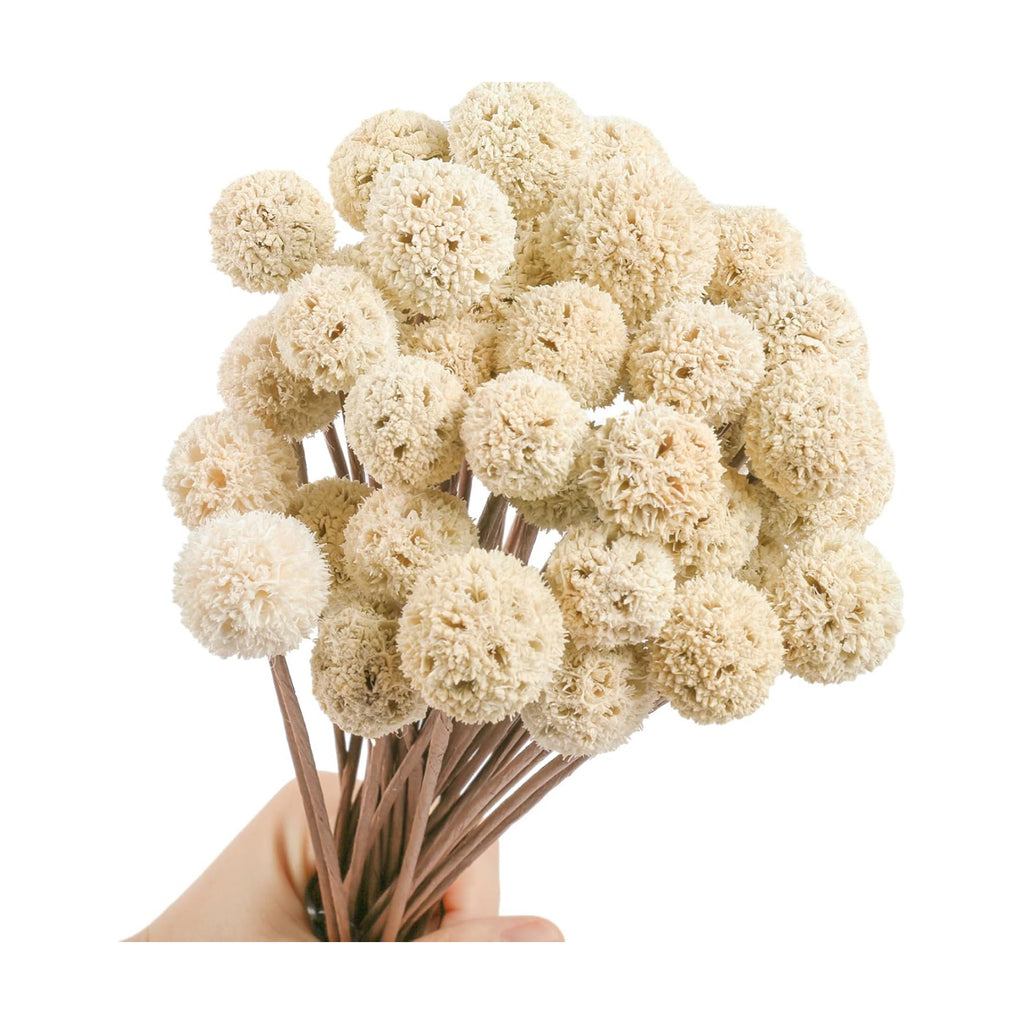 30 PCS Natural Dried White Craspedia Billy Balls Flowers, 17'' Real Plants