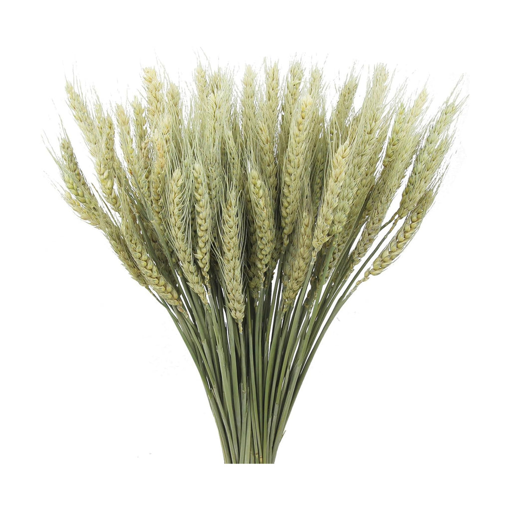 100 Pcs Dried Wheat Stalks Bundle Natural Dried Wheat Sheaves Stems Wheat Grass Dried Flowers Arrangement Bouquet for Wedding Party Table Centerpiece Fall Harvest Wreath Boho Decor Farmhouse