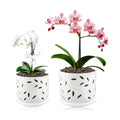 BUYMAX 5&6in Ceramic Orchid Pots with Holes&Saucers Root Care Planter