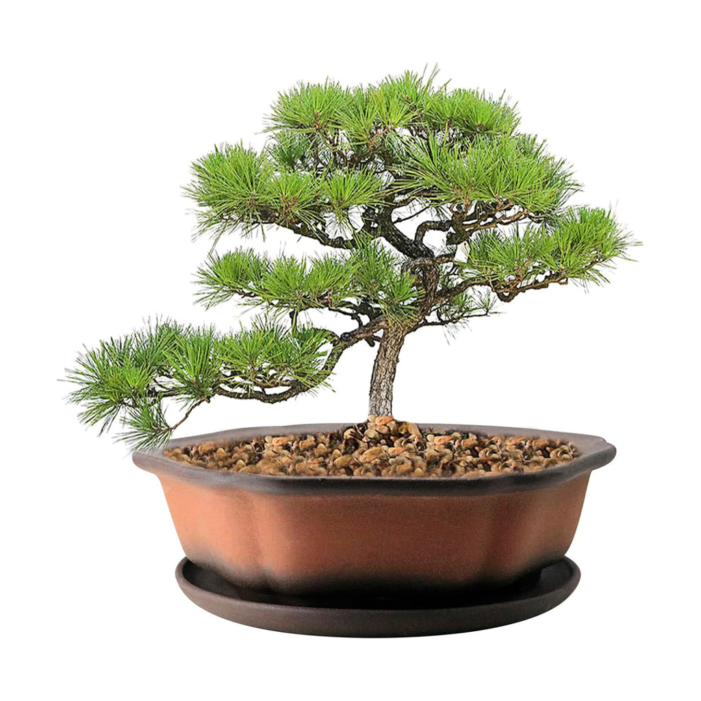MUZHI 7.5” Unglazed Flower Shape Clay Bonsai Pot with Ceramic Saucer, Color Gradational Shallow Terracotta Planter for