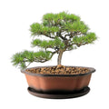 MUZHI 7.5” Unglazed Flower Shape Clay Bonsai Pot with Ceramic Saucer, Color Gradational Shallow Terracotta Planter for