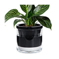D'vine Dev Self-Watering Black Terracotta Planter Pot, 8 in, 37-X-C-3 | Terracotta & Glass Design, Clear Water