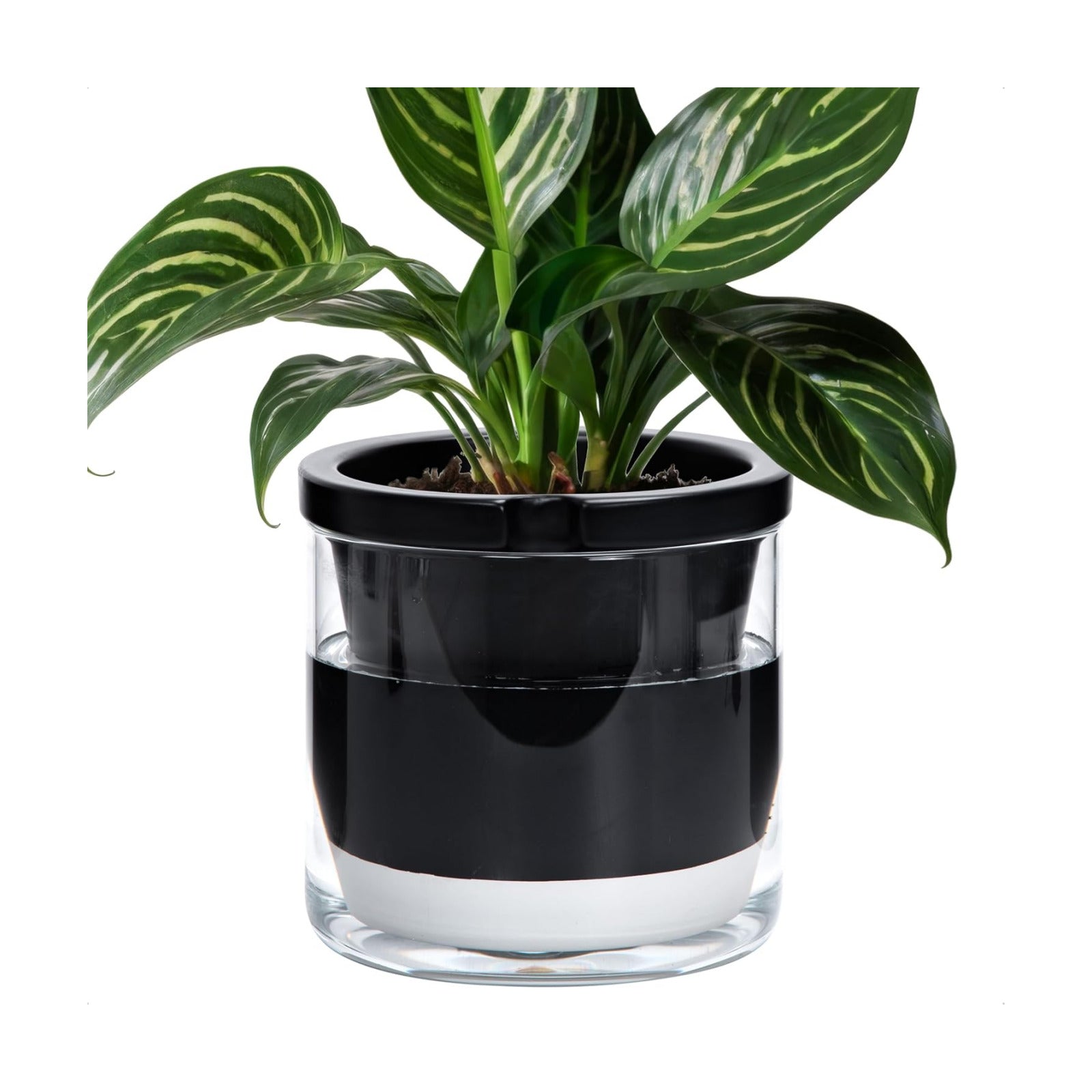 D'vine Dev Self-Watering Black Terracotta Planter Pot, 8 in, 37-X-C-3 | Terracotta & Glass Design, Clear Water