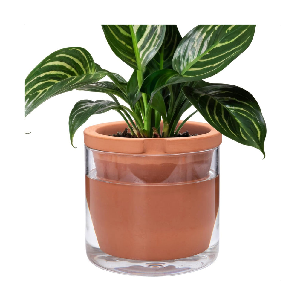 D'vine Dev Self Watering Terracotta Planter Pot, 8 in, 37-X-C-1 | Terracotta & Glass Design, Clear Water Reservoir
