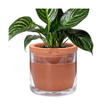 D'vine Dev Self Watering Terracotta Planter Pot, 8 in, 37-X-C-1 | Terracotta & Glass Design, Clear Water Reservoir