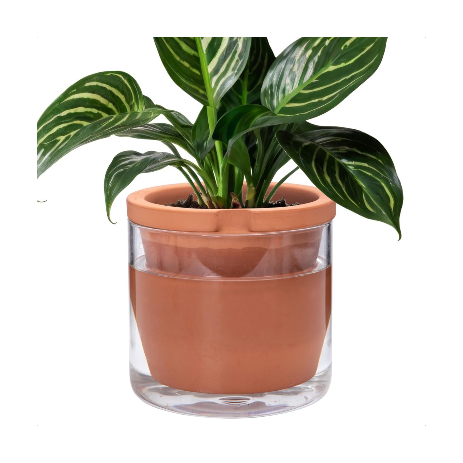 D'vine Dev Self Watering Terracotta Planter Pot, 8 in, 37-X-C-1 | Terracotta & Glass Design, Clear Water Reservoir