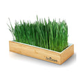 Wheatgrass Growing Kit - Self-Watering Reusable Tray & USA Seeds | Organic kit with soilless grow mats, blackout lid