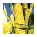 Early Sunglow Sweet Corn Seeds - 1/2 Pound - Treated - for 2026 Planting SU Sugary Hybrid Fast Growing Pole Corns