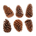 Huwena 6 Pcs 6-7 Inches Pinecones Large Natural Unscented Pine Cones Bulk