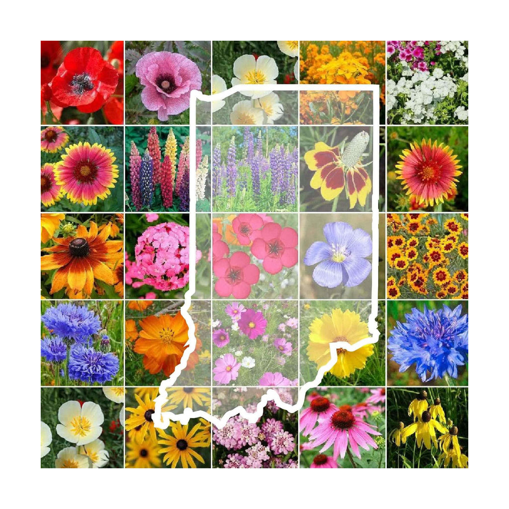 Eden Brothers Indiana Wildflower Mixed Seeds for Planting, 1 lb | 480,000+ Seeds with Sweet William, Cornflower