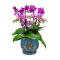 W&W Orchid Pot with Holes and Saucer for Repotting, Teal, 6.5"