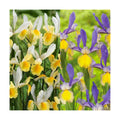 Montecito & Miss Saigon Iris Mix Bulbs - Perennial Dutch Iris, Fragrant Blooms | Spring Flowering 15x Montecito and 15x