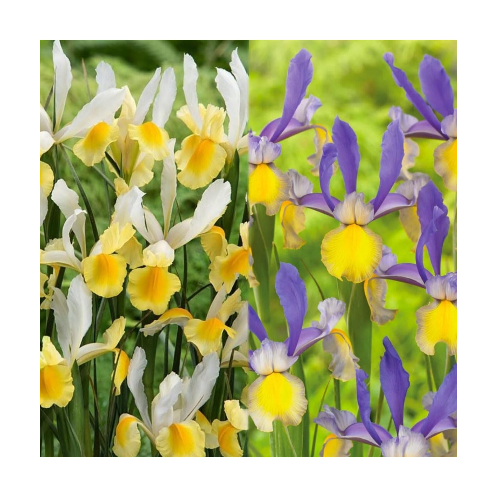 Montecito & Miss Saigon Iris Mix Bulbs - Perennial Dutch Iris, Fragrant Blooms | Spring Flowering 15x Montecito and 15x