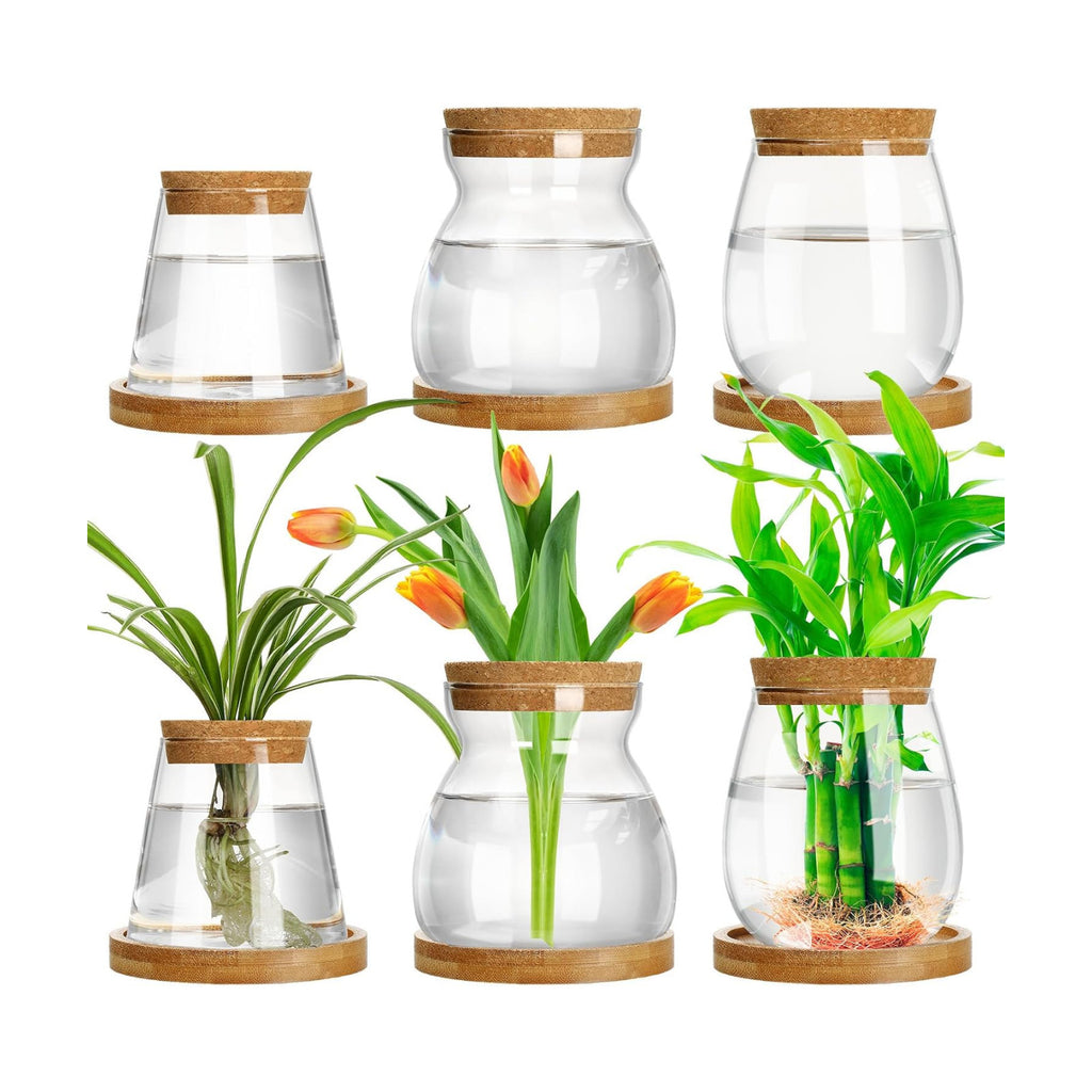Beeveer 6 Pcs Plants Propagation Station Separated Desktop Plant Terrarium with Wood Lid and Stand, 3 Sizes Glass