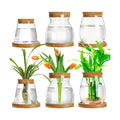 Beeveer 6 Pcs Plants Propagation Station Separated Desktop Plant Terrarium with Wood Lid and Stand, 3 Sizes Glass